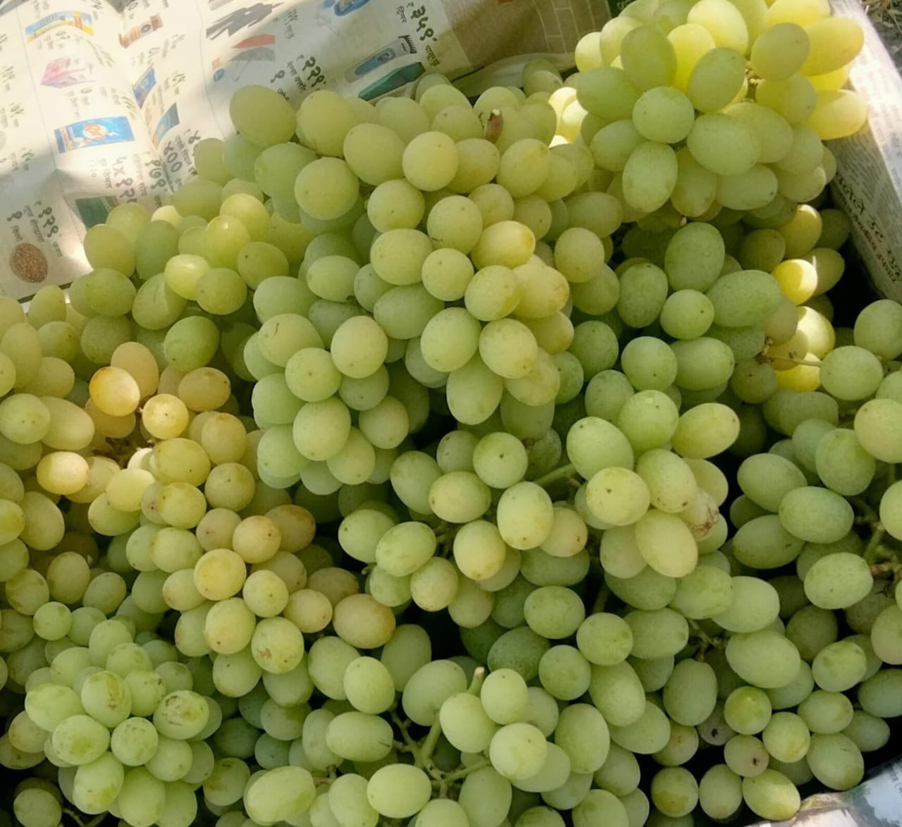 Green Grapes